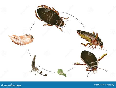 Life Cycle Of Great Diving Beetle Stock Illustration Illustration Of Green Female 66573138