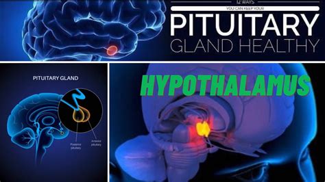 Hypothalamus At Pituitary Gland Mga Pangunahing Bahagi Ng Sistemang