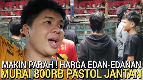 SEMURAH INI HARGA MURAI BATU ANCUR 800RB PASTOL SEHAT DI PASAR BURUNG