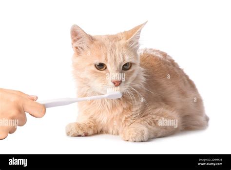 Cat Brushing Teeth