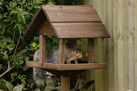 Grey Squirrel Eating From Bird Feeder In The Garden Stock Photo Image