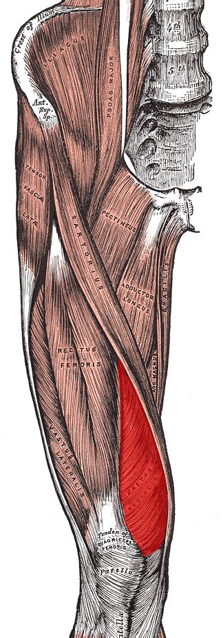 Vastus Medialis Physiopedia