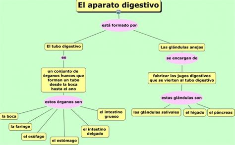 Cuadros Sinópticos Sobre El Aparato Digestivo Cuadro Comparativo