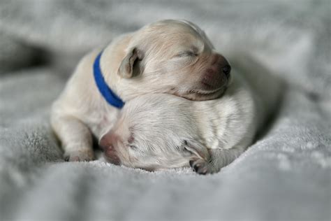Raising Happy Cavapoo F1b Puppies: Essential Tips and Care