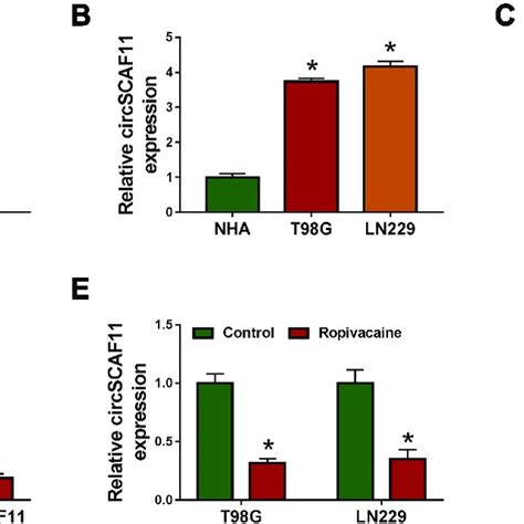 Circscaf11 Is Overexpressed In Glioma Tissues And Cells A Qrt Pcr