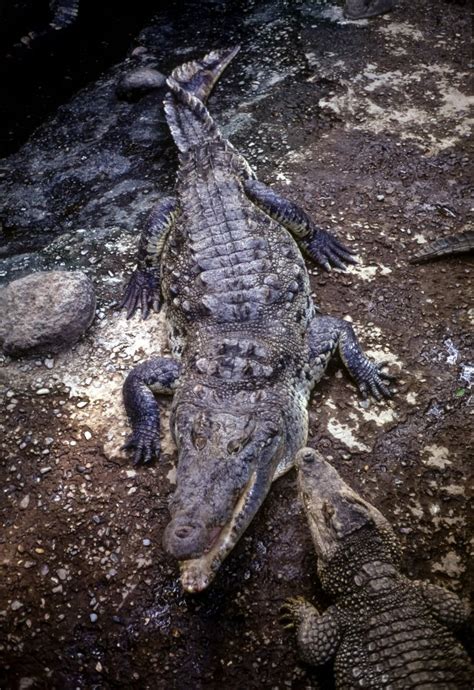 Free Vintage Stock Photo of Alligator Family - VSP