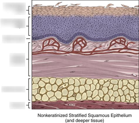 Nonkeratinized Stratified Squamous Epithelium Diagram Quizlet