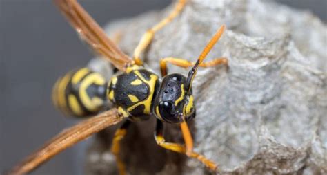 Early Signs Of Wasps Archives Avon Pest Control