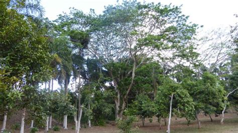 Jardin Botanique De Coconi Ouangani AGGIORNATO 2021 Tutto Quello