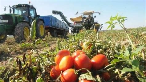 El tomate por ejemplo Un artículo de opinión de Encarna Samitier