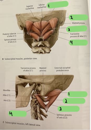 Craniovertebral Joint And Prevertebral Muscles Flashcards Quizlet