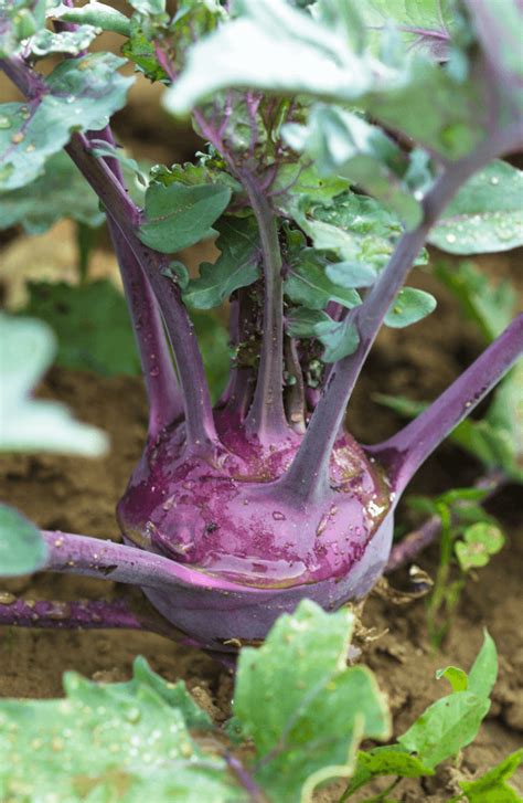 Kohlrabi Plant