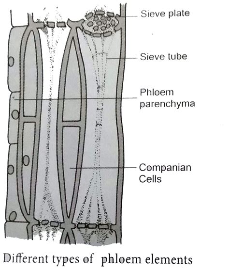 Tamil Solution What Are Sieve Tubes Explain