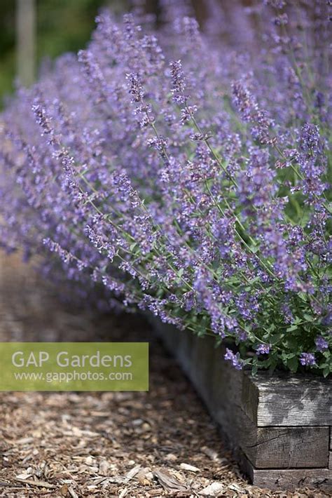 Nepeta Catmint In Stock Photo By Matt Anker Image 0202303