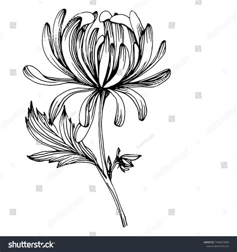 Florist Chrysanthemum Drawing