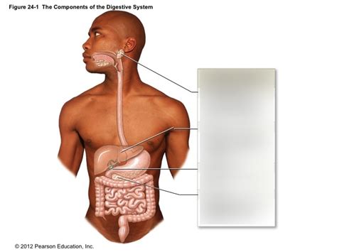 Chapter 24 The Digestive System The Components Of The Digestive System Pic Learn Diagram