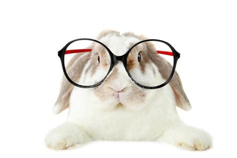 Rabbit With Glasses Stock Image Image Of Fashion Cute 118265417 Beautiful Rabbit Glasses