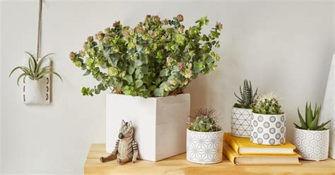 Six Plants For Ting Your Loved Ones