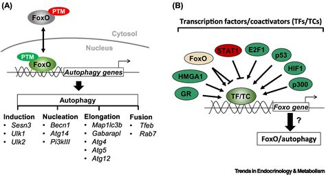 The Foxoautophagy Axis In Health And Disease Trends In Endocrinology