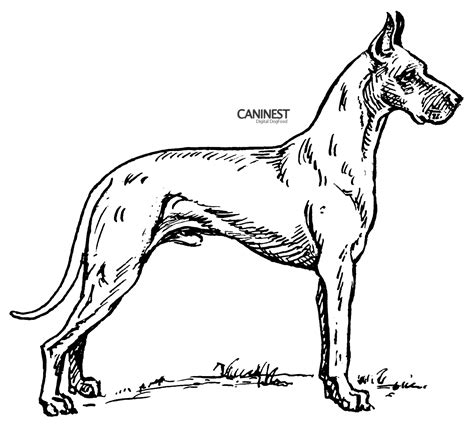 Coloriages à Imprimer Chien Numéro 18134