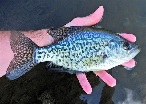 Maryland Biodiversity View Thumbnails Black Crappie Pomoxis