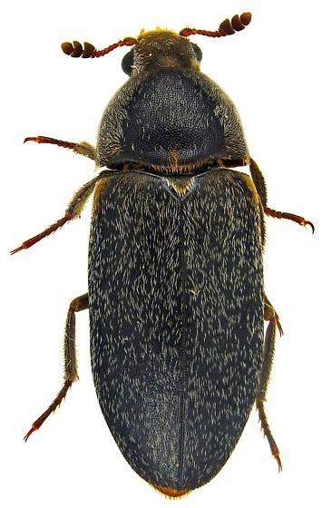 Dermestes Maculatus Dermestes Maculatus Bugguidenet