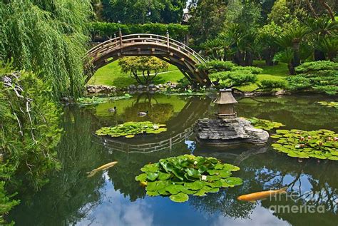 Japanese Koi Fish Pond Zen Japanese Garden With Moon Bridge And