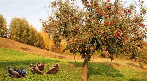 Peut On Donner Des Pommes Aux Poules Poules Au Jardin