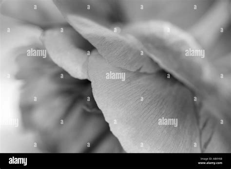 Peony red Black and White Stock Photos & Images - Alamy