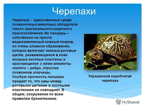 Презентация на тему: "Черепахи - единственные среди позвоночных ...