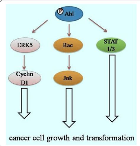 Cell Signaling Pathways Induced By Abl Kinases Phosporylated Abl