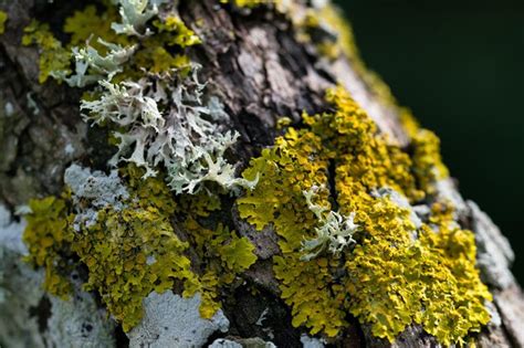 Premium Photo Lichens And Moss Growing On The Trunk Of A Tree In The