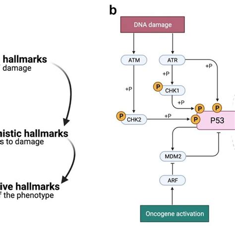 The Hallmarks Of Aging And The Dna Damage Response A The Three Download Scientific Diagram