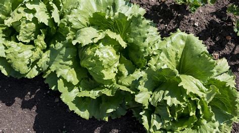 How To Plant Grow And Care For Iceberg Lettuce