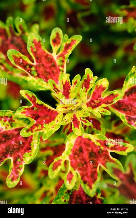Coleus Wisley Tapestry Stock Photo - Alamy