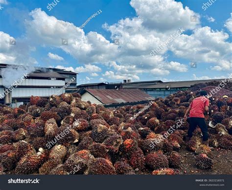pabrik kelapa sawit royalty  images stock  pictures