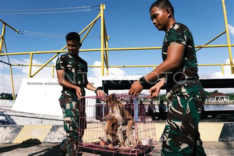 LANTAMAL GAGALKAN PENYELUNDUPAN SATWA DILINDUNGI ANTARA Foto