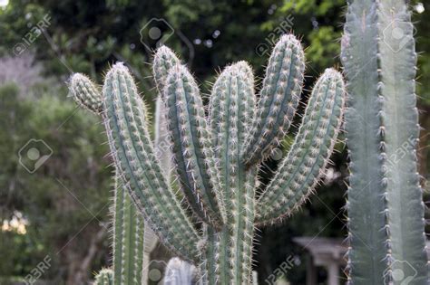 Los Cactus M S Resistentes A La Sequ A Cactus En Su Mundo