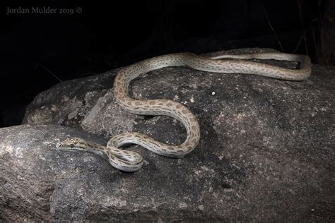 Oenpelli Python Simalia Oenpelliensis Photographed In Th Flickr