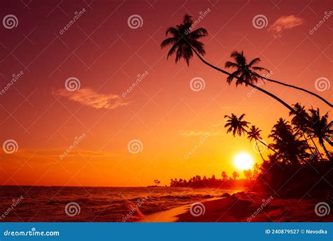 Sunset On Tropical Ocean Beach With Coconut Palm Trees Stock Image