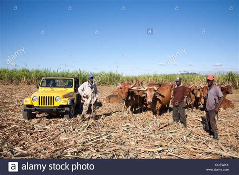 Caribbean Sugar Cane Stock Photos And Caribbean Sugar Cane Stock Images