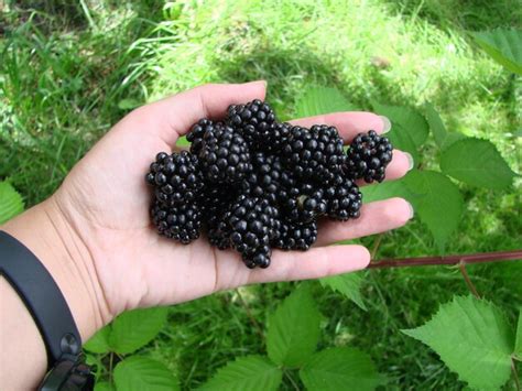 Frauen H Nde Pfl Cken Reife Brombeeren Nahaufnahme Schie En Mit Schale