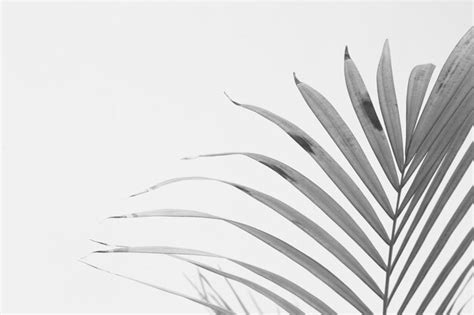 Premium Photo Abstract Gray Shadow Background Of Palm Leaves Black