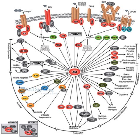 Schematic Representation Of The Akt Pathway And Downstream Effectors Download Scientific