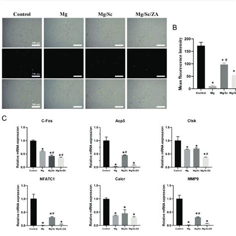 Reactive Oxygen Species ROS Levels And The Expression Of Osteoclast