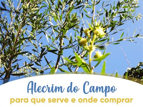 Descobrir 91 imagem chá de alecrim para que serve benefícios br