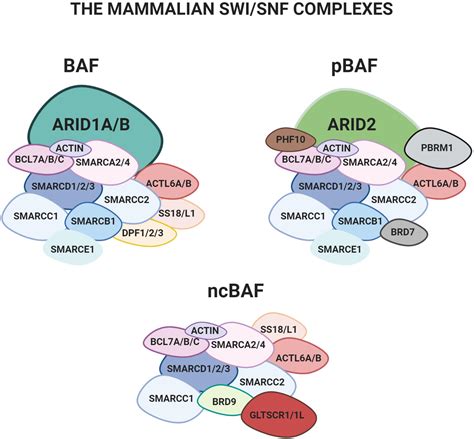 Frontiers The Evolutionary Conserved Swi Snf Subunits Arid A And