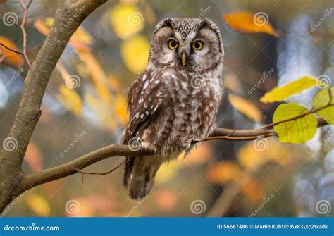 Boreal Owl In Autumn Leaves Stock Photo Image Of Carnivore Orange