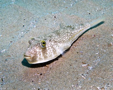 Common Toadfish (Tetractenos hamiltoni) Facts - SeaFish