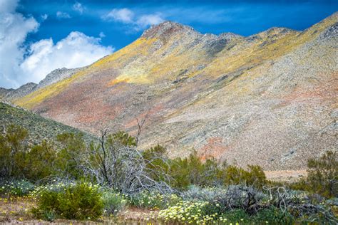 California Super Bloom Time And Space Nature Adventures